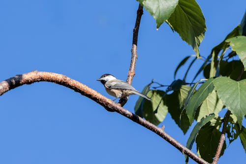 A Black Capped Chickadee on a Branch