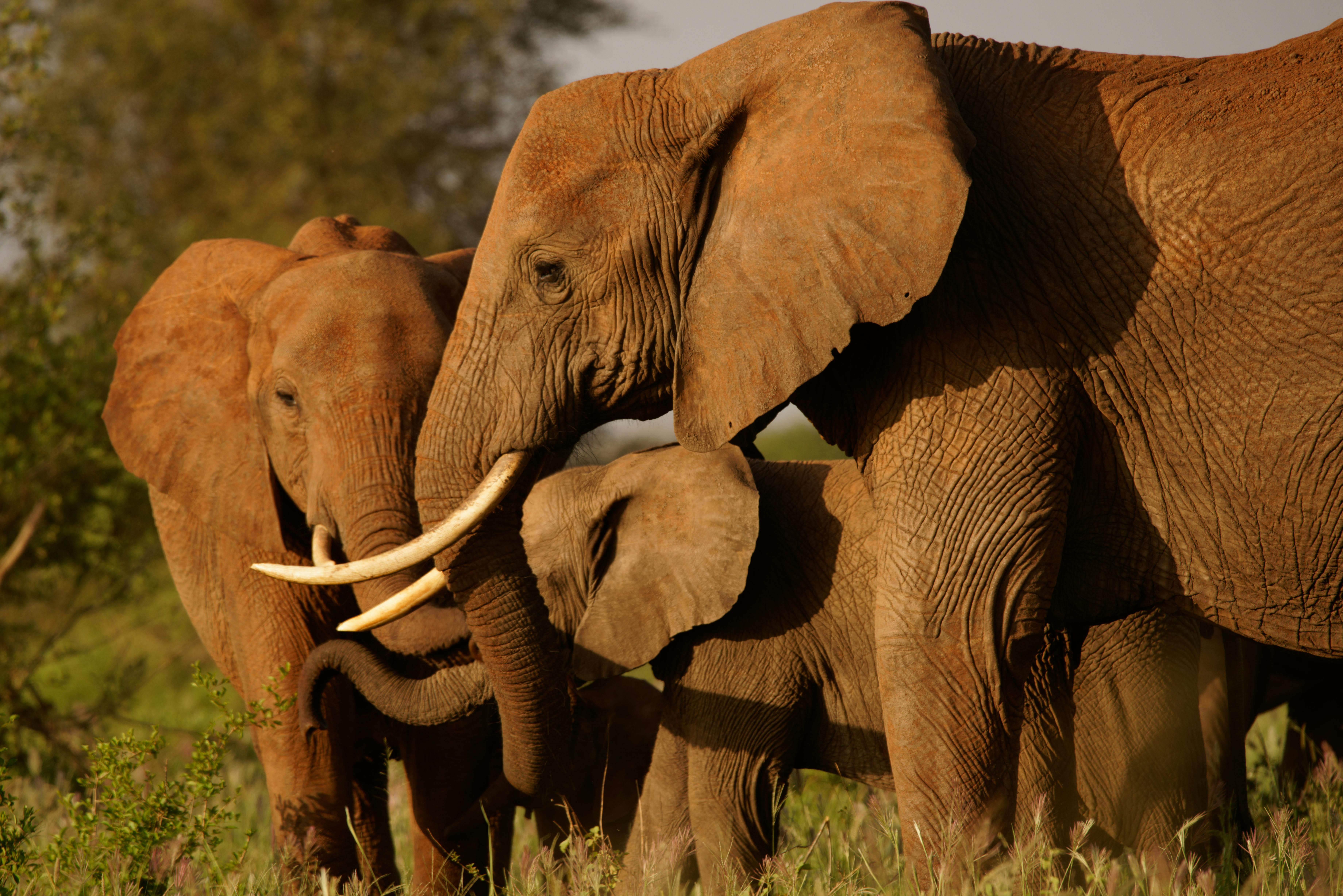 Kenya’s tourist arrivals up 9pc, earns country Sh500bn