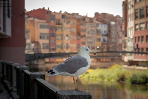 Seagull over River