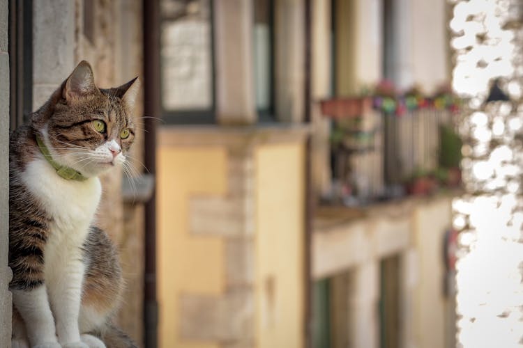 Cat In Girona Spain