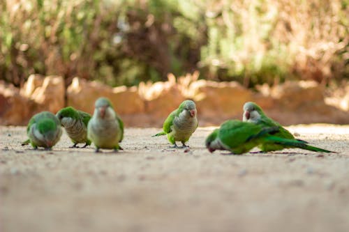 Parakeets in Close Up Shot