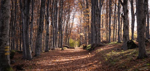 Безкоштовне стокове фото на тему «коричневі дерева, краєвид, листя» стокове фото