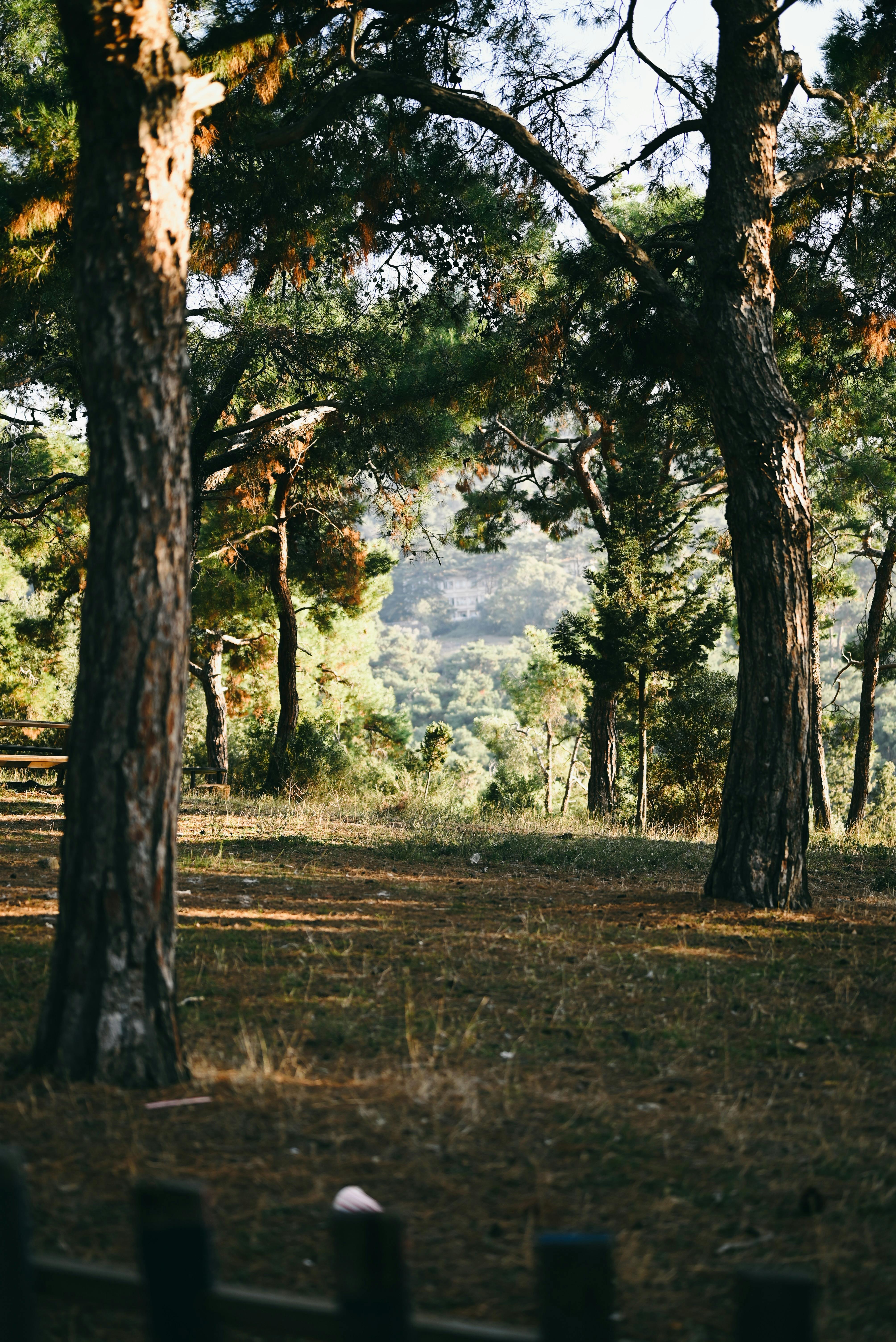 Tranquil pine forest with dappled sunlight filtering through the trees, creating a serene landscape.