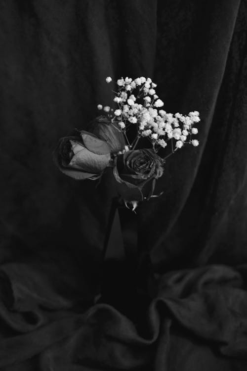 Imagine de stoc gratuită din a închide, alb-negru, aranjament floral