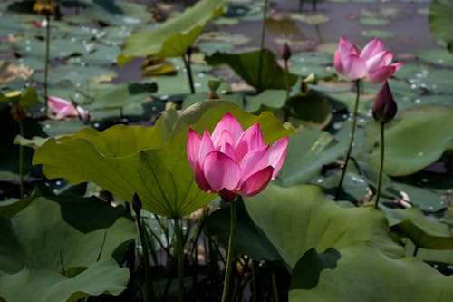 Water Lilies and Flowers on Water