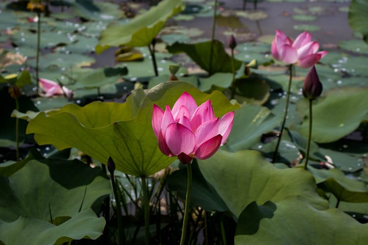 Water Lilies And Flowers On Water