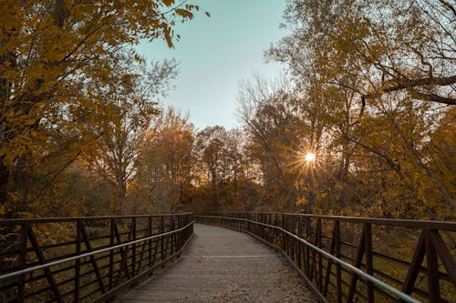 A Wooden Bridge Between Trees