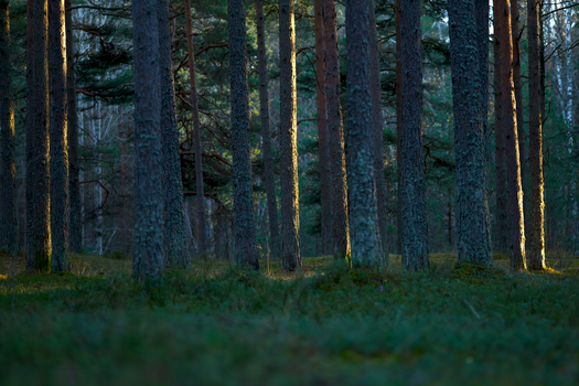 Sunlight streaming through a tranquil forest of tall pine trees, creating a serene natural landscape.
