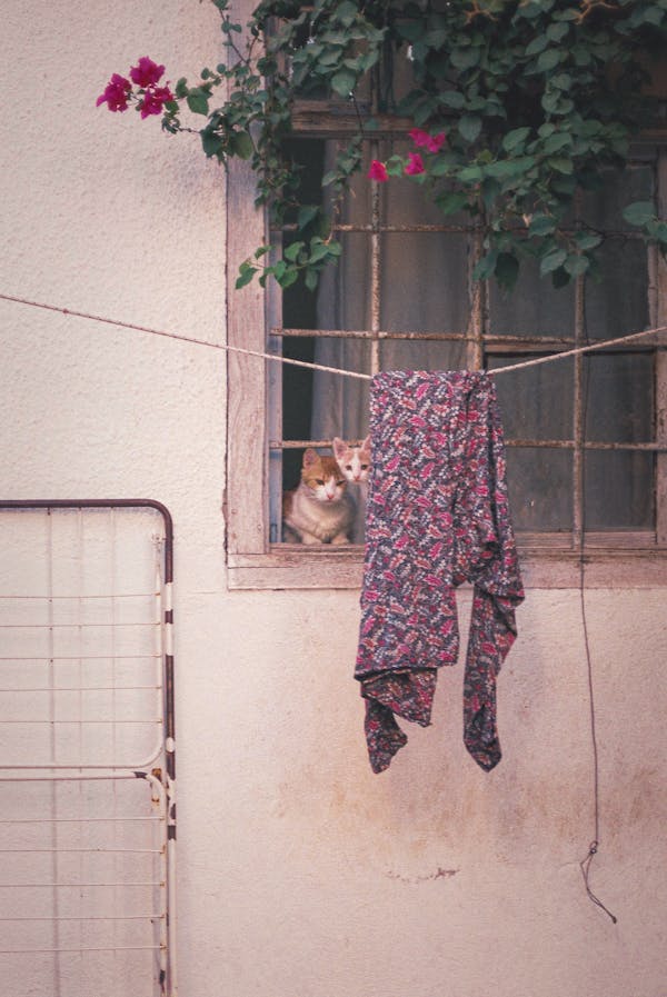 A Cat and Kitten on the Glass Windows