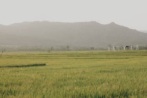 Foto profissional grátis de arrozal, campo agrícola, chácara