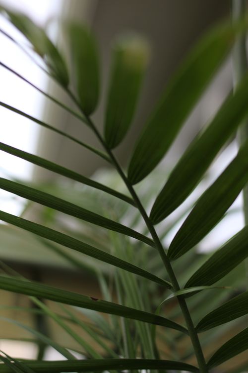 Free Close-up view of vibrant green tropical palm leaves indoors, capturing nature's beauty. Stock Photo