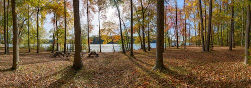Foto stok gratis bangku piknik, danau biru, dedaunan musim gugur