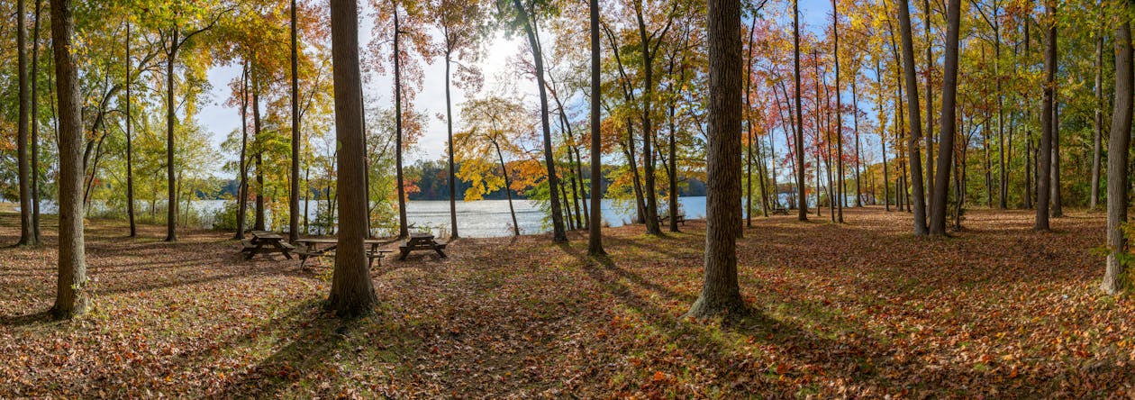 Foto d'estoc gratuïta de banc de pícnic, bosc de tardor, fulles de tardor