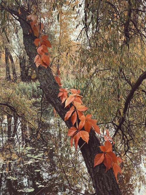 Free Orange leaves climb a tree branch over a serene pond in autumn Stock Photo