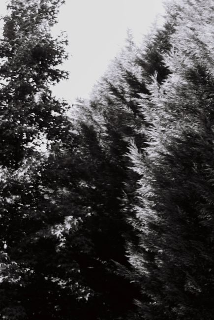 Grayscale capture of towering trees in Arouca, Portugal.