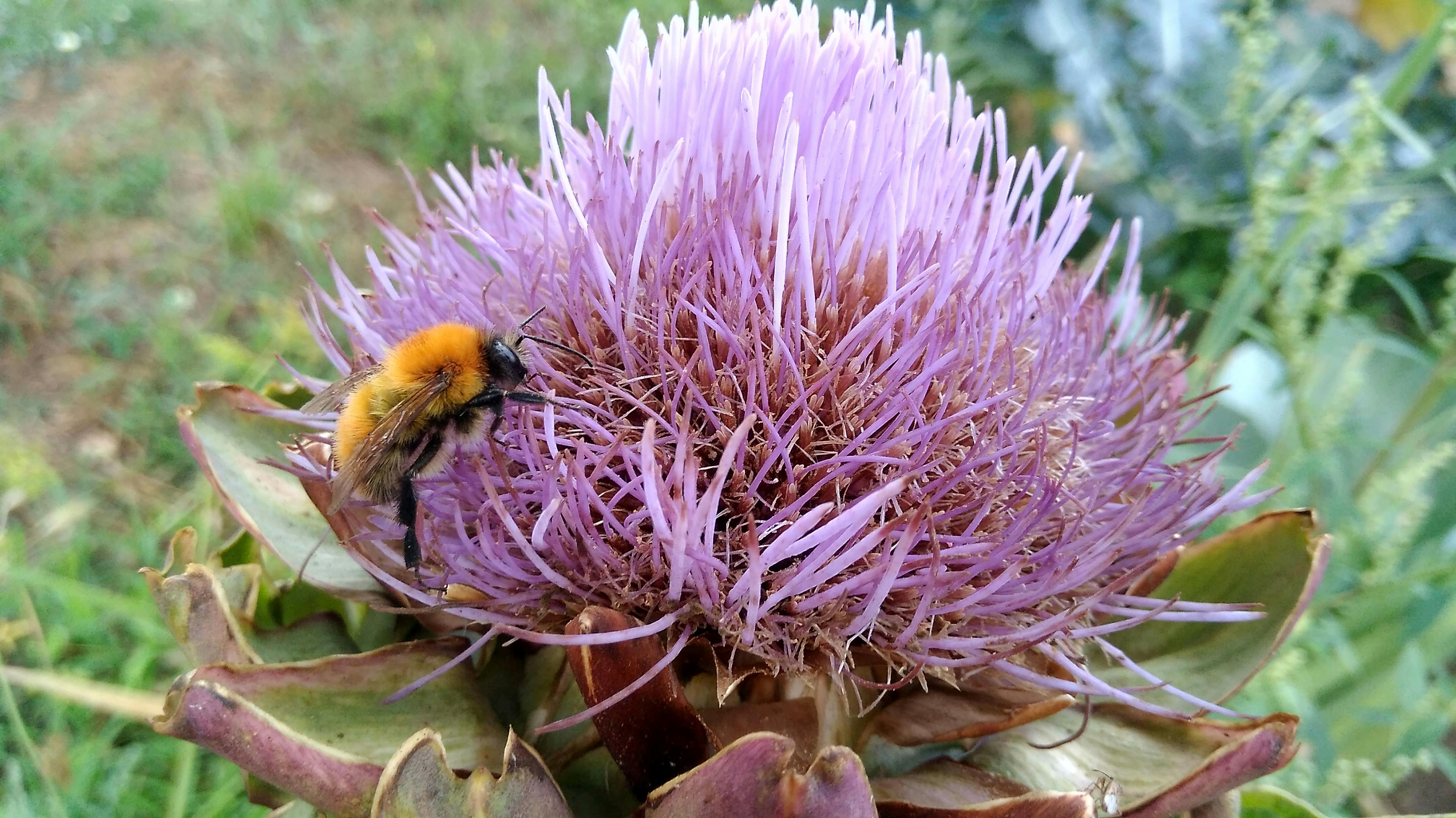 Free stock photo of bee, flower, honey bee