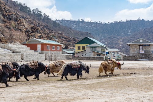 Cattle in Village