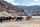 yak