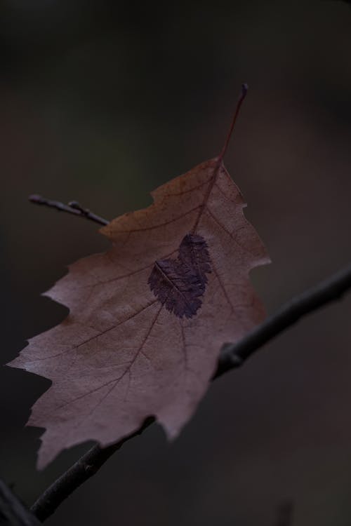 Darmowe zdjęcie z galerii z brązowy, jesień, liść