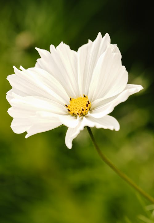 Close-Up Shot of a White Flower