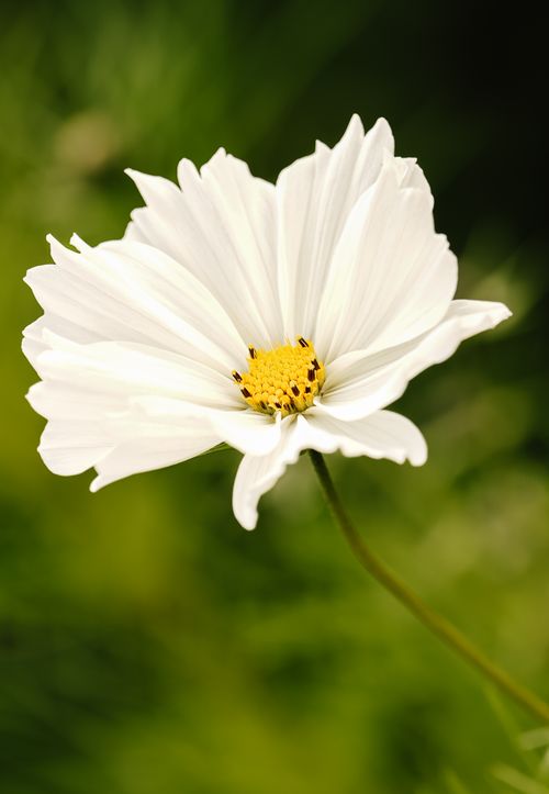 Free A beautiful close-up of a white cosmos flower with a vibrant yellow center, showcasing delicate petals. Stock Photo
