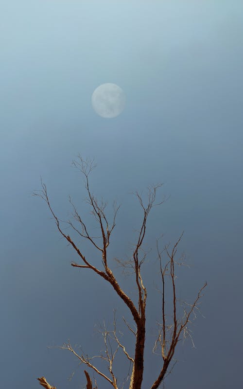 Bare Tree Branches, Moon on Sky