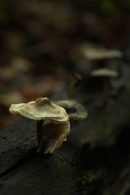 A White Mushroom Cap Growing on Forest Floor