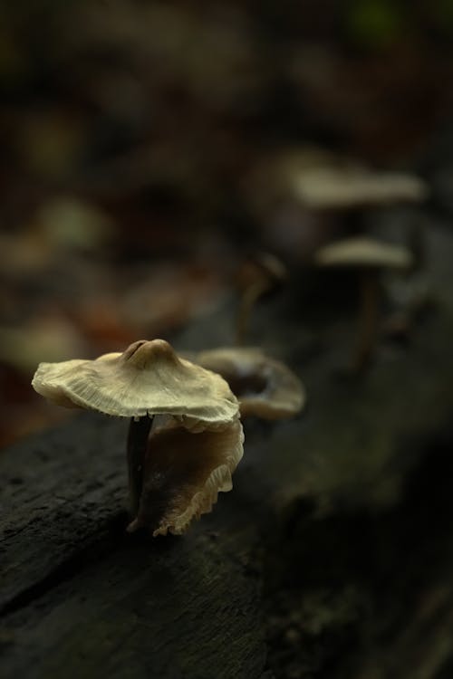 Fotobanka s bezplatnými fotkami na tému čiapka, divý, huba