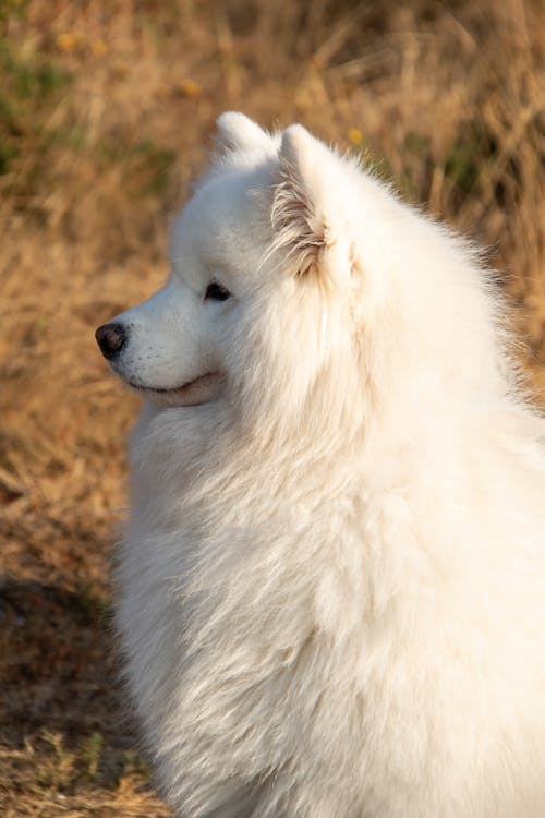 Free Close-Up Shot of a Samoyed Stock Photo