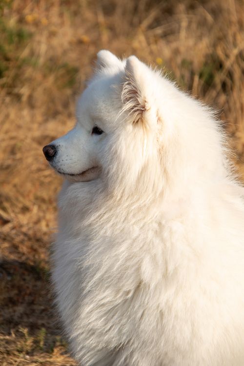 Samoy Photo Close-Up Shot of a Samoyed · Free Stock Photo
