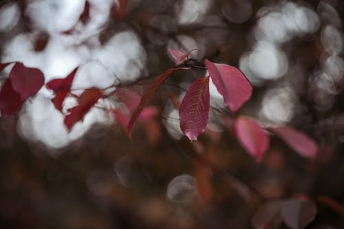 Selective Focus Photograph of Red Leaves