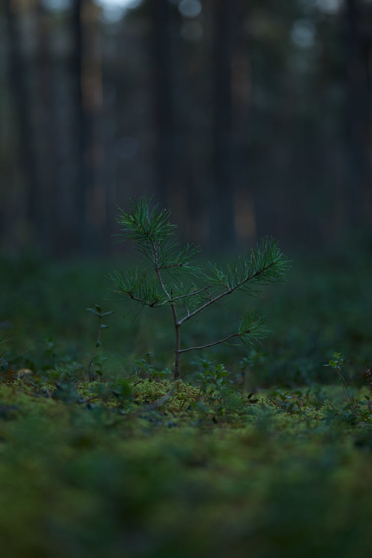 Young Pine Tree