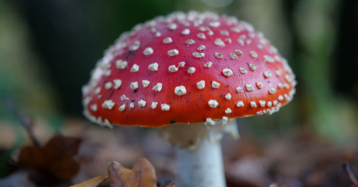 Red and White Toad Stool on the Ground ยท Free Stock Photo