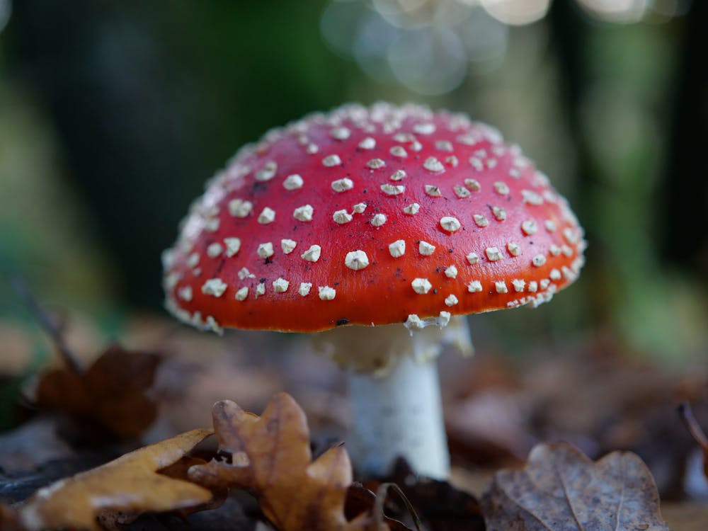Free Red and White Toad Stool on the Ground Stock Photo