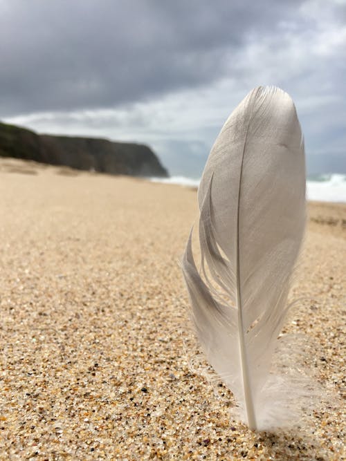 Free stock photo of beach, big rocks, feather