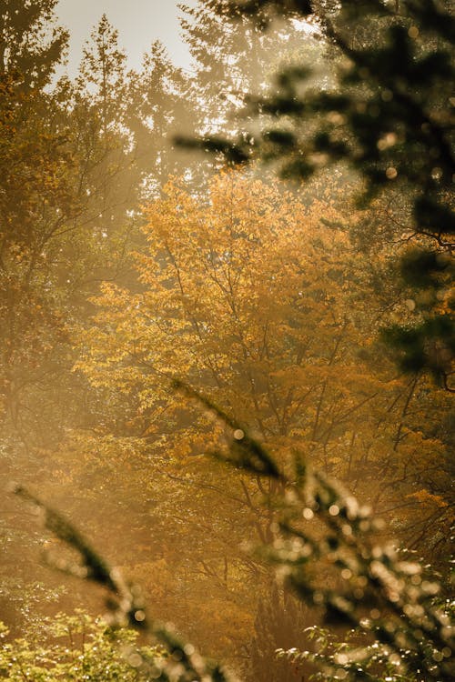 Foto d'estoc gratuïta de arbres, caure, colorit