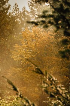 Peaceful autumn forest scene with golden foliage and gentle sunlight filtering through the trees.