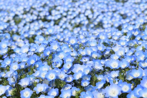 Free Captivating view of a vibrant field covered with blue nemophila flowers in full bloom during spring. Stock Photo
