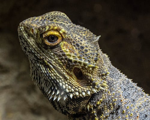 Close-Up Shot of a Bearded Dragon 
