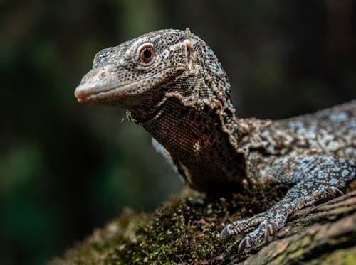 Close-Up Shot of a Monitor Lizard