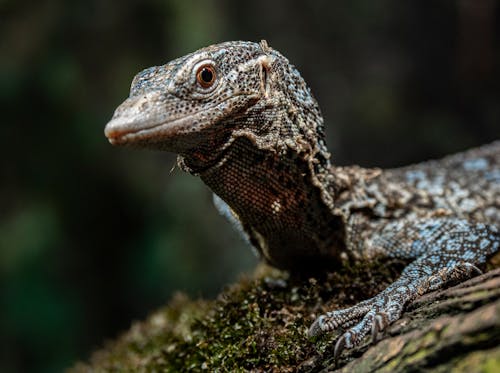 Fotobanka s bezplatnými fotkami na tému monitor lizard, zväčšenie, zviera