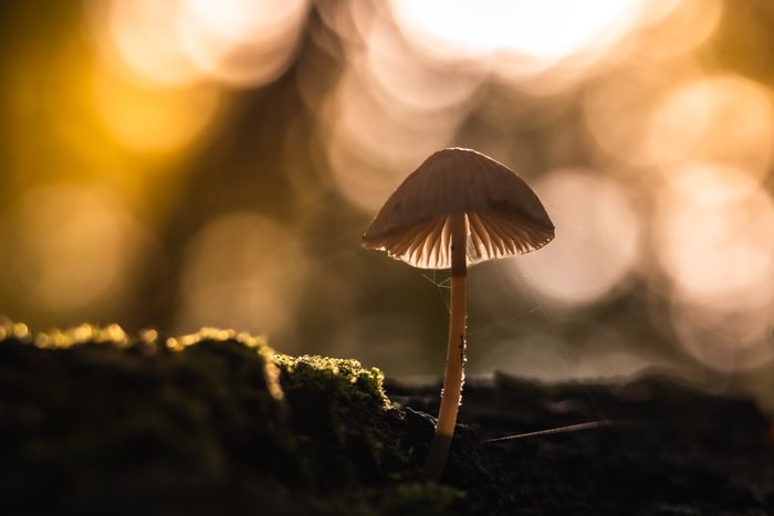Ancient Fungal Networks Revived From Permafrost