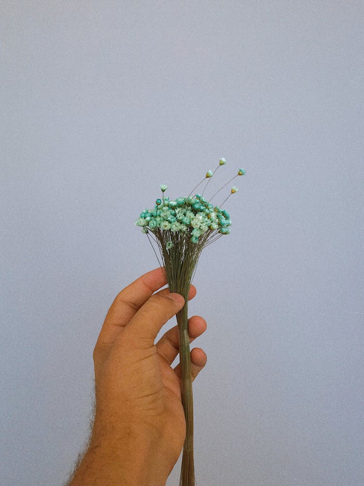 A Person Holding Baby's Breath Flowers