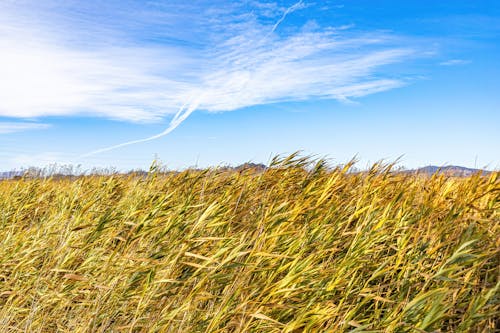 Imagine de stoc gratuită din câmp, cer albastru, fotografie cu natură