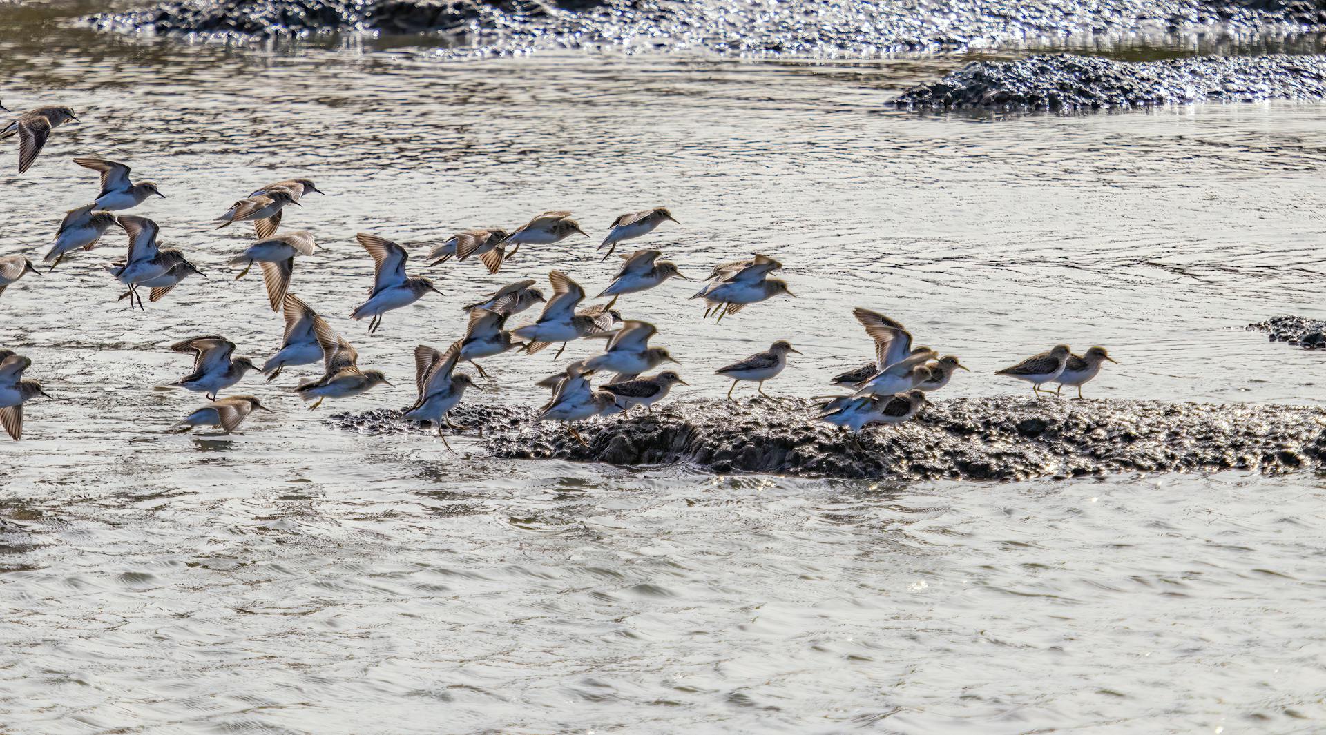 Seagulls Flying and Perching