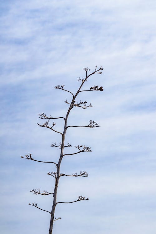 Foto profissional grátis de alto, árvore, céu azul