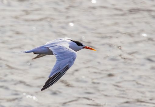 Close-up of a Bird Flying Over the Sea
