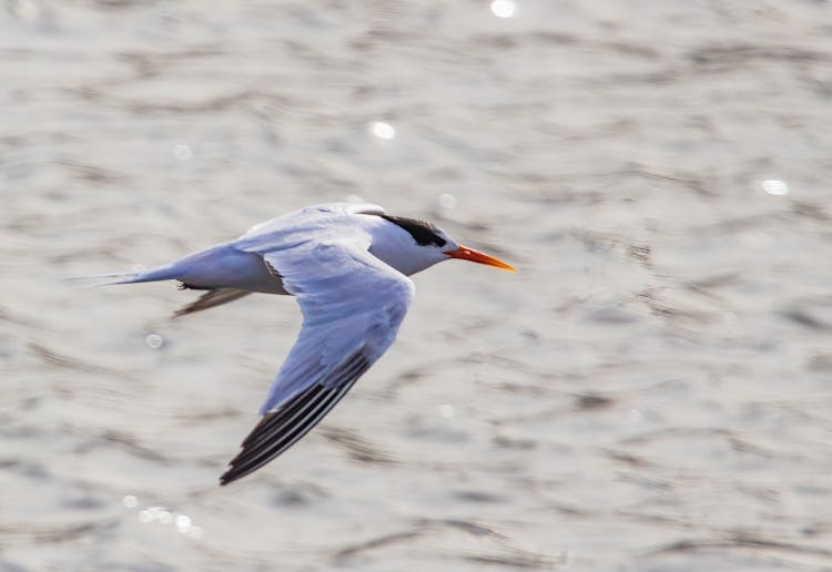 Close-up Of A Bird Flying Over The Sea