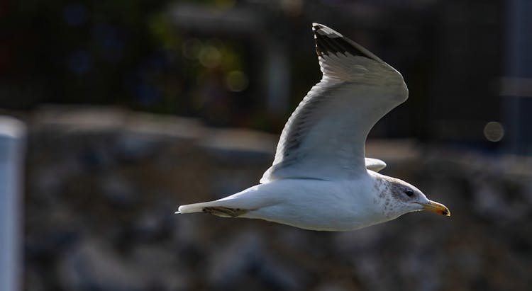 Close-Up Shot Of A Bird Flying 