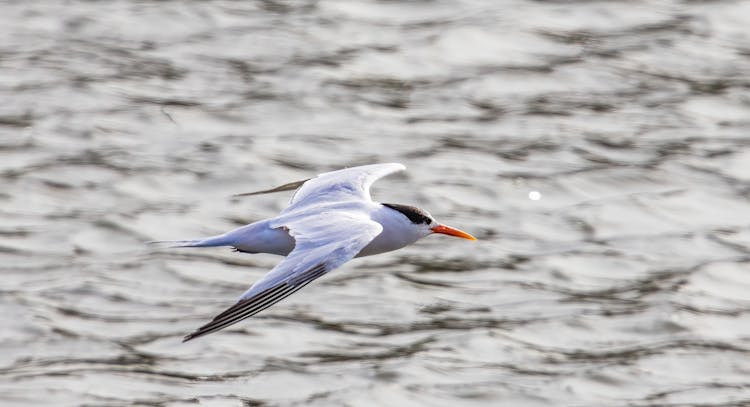 Close-Up Shot Of A Sternidae Bird Flying Over The Water